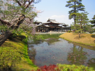 Obraz premium japanese garden in spring