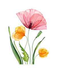 Watercolor floral composition. Big red poppy and yellow tulips. Summer field flowers with green leaves. Realistic botanical illustration for Easter greeting cards