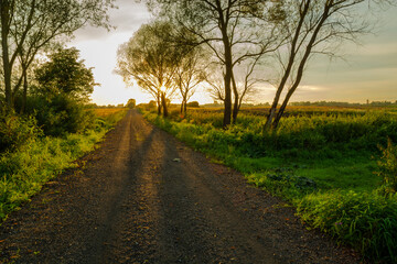 Plakat Gravel road through meadow, trees and sunset