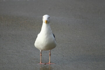 California Sea Gull on Newport Beach Posing For Camera
