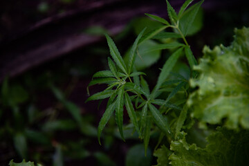 Green Marijuana plants in herbs concept.