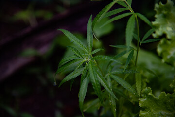 Green Marijuana plants in herbs concept.