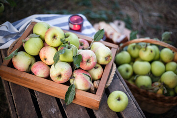 basket  with juicy apples in the garden