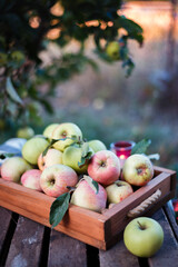 basket  with juicy apples in the garden