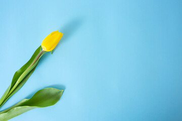 Spring yellow tulips. Woman holding a bouquet on blue background. Flat lay, top view. Tulip flower background. Add your text.