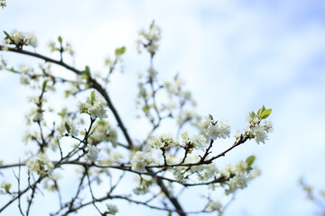 Almond tree flowers