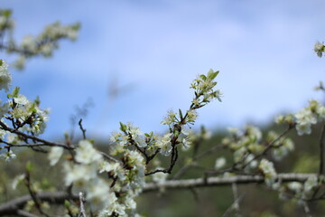 Almond tree flowers