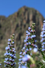 background, nature, peak, sky, clouds, blue, depth of field, detail, mountain, bee, flower, plant, endemic, valsequillo, tenteniguada, gran canaria, tajinaste, azul, tajinaste azul, beautiful