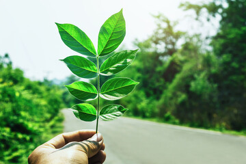 The person who holds the leaf in his hand