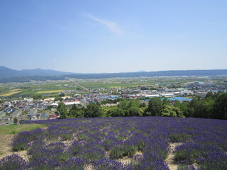 lavender field