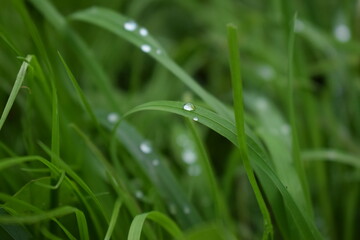dew drops on the green grass
