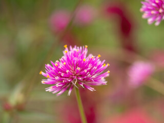 narrow focus isolated purple globe amaranth flower