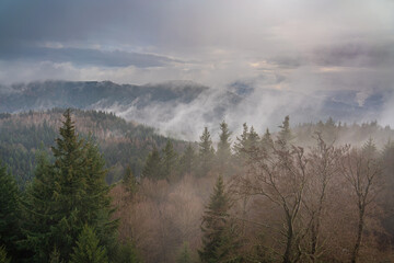 Haze rises after a rain shower in the Black Forest