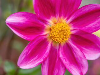 closeup of pink dahlia flower with yellow center