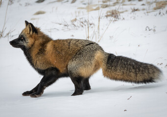 Fototapeta premium Red Fox (vulpes vulpes) on the snow, Churchill, Canada