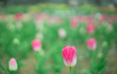 チューリップ