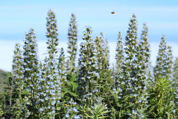 background, nature, peak, sky, clouds, blue, depth of field, detail, mountain, bee, flower, plant, endemic, valsequillo, tenteniguada, gran canaria, tajinaste, azul, tajinaste azul, beautiful
