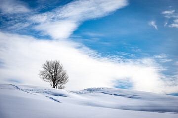 Fototapeta na wymiar Single bare tree on snowy landscape against a blue sky with clouds. Lessinia Plateau (Altopiano della Lessinia), Regional Natural Park, Verona Province, Veneto, Italy, Europe.