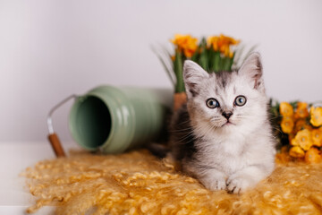 cute gray kitten with flowers on a yellow rug on a light background.