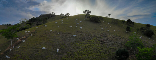 Cow, farm, mountain