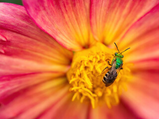 orange and yellow dahlia flower with green bee
