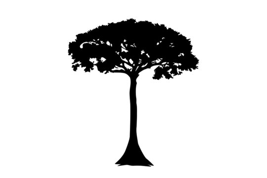 Kapok Ceiba pentandra tree illustration icon, rush, texture. Single tree outline on a white background. Vector.