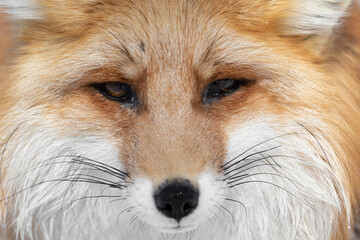 A very large portrait of a red fox. The cross-eyed fox looks directly into the camera. Very close-up. The animal occupies the whole frame. High quality photo