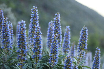 Fototapeta premium background, nature, peak, sky, clouds, blue, depth of field, detail, mountain, bee, flower, plant, endemic, valsequillo, tenteniguada, gran canaria, tajinaste, azul, tajinaste azul, beautiful