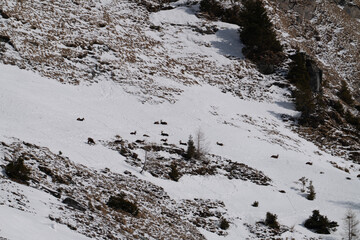 a group of chamois females with her fawns are relaxing on snow in the alps on a sunny day