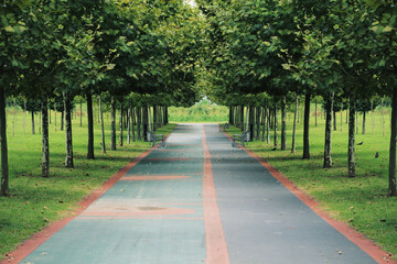 Fototapeta na wymiar Path in the park