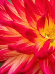 macro of red and yellow dahlia flower