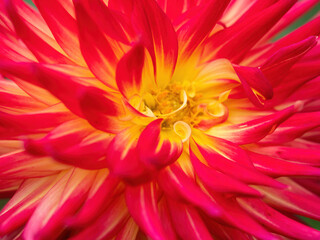 Obraz premium macro of red and yellow dahlia flower
