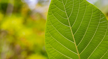 Extreme close up texture of green leaf veins with blurred garden nature. Macro leaf pattern