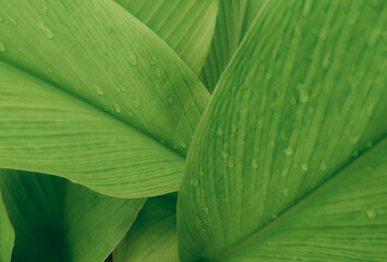 close up of green leaf, leaves textured background, nature photography, flat lay concept