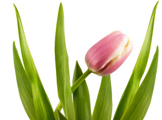 Tulip flower isolated on white background with clipping path