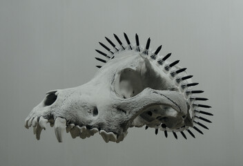 Fototapeta premium Wreath Of Black Screws On Animal Skull Side View 