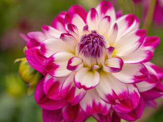 closeup of white dahlia flower with purple petal tips