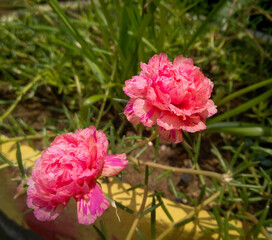 Closeup of beautiful pink moss rose flowers blooming, green leaves in branches of plant growing in garden, nature photography