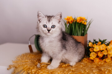 cute gray kitten with flowers on a yellow rug on a light background.
