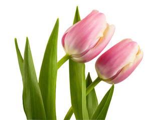 Tulip flower isolated on white background with clipping path