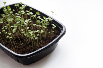 young spring seedlings in a container