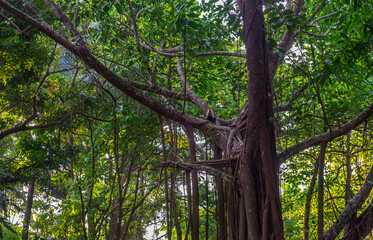White-headed Capuchin, capucinus, black monkey sitting on the old tree in the jungle forest. Wildlife of Costa Rica, Central America.