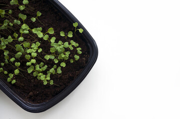 young spring seedlings of basil in a container with soil