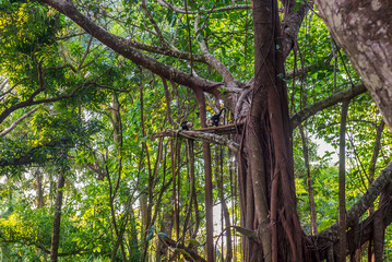 Fototapeta premium White-headed Capuchin, capucinus, black monkey sitting on the old tree in the jungle forest. Wildlife of Costa Rica, Central America.