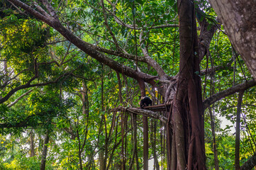 Obraz premium White-headed Capuchin, capucinus, black monkey sitting on the old tree in the jungle forest. Wildlife of Costa Rica, Central America.