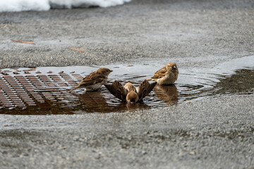 a group of house sparrows are bathing in water on a street