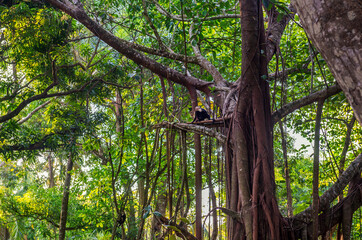 White-headed Capuchin, capucinus, black monkey sitting on the old tree in the jungle forest. Wildlife of Costa Rica, Central America.