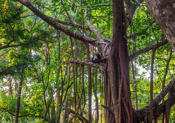 Obraz premium White-headed Capuchin, capucinus, black monkey sitting on the old tree in the jungle forest. Wildlife of Costa Rica, Central America.
