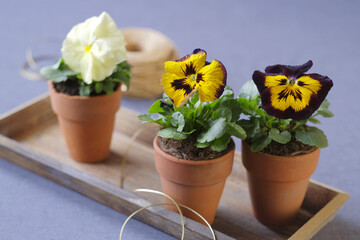 Violets in clay pots in the foreground. Spring violet flowers on a blurry background
