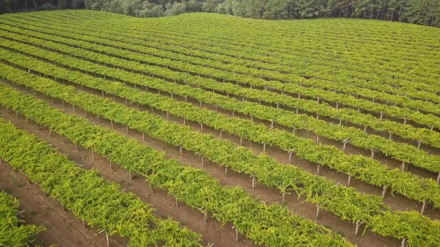 Aerial view of large vineyard surrounded by forest in a Albari&ntilde;o wine farm, Galicia